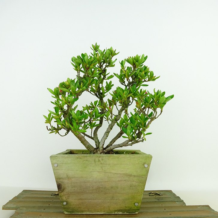 盆栽 皐月 初孫 樹高 約19cm さつき Rhododendron indicum サツキ ツツジ科 常緑樹 観賞用 小品 現品