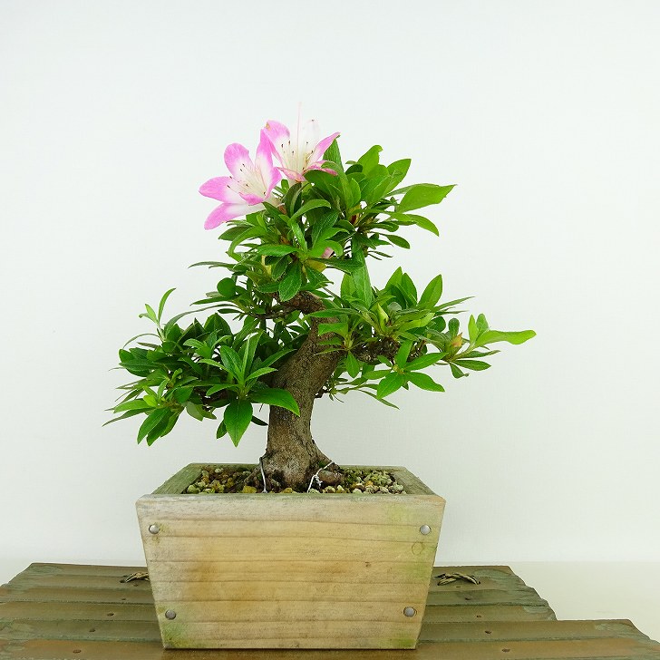 盆栽 皐月 麗子 樹高 約17cm さつき Rhododendron indicum サツキ ツツジ科 常緑樹 観賞用 小品 現品 送料無料