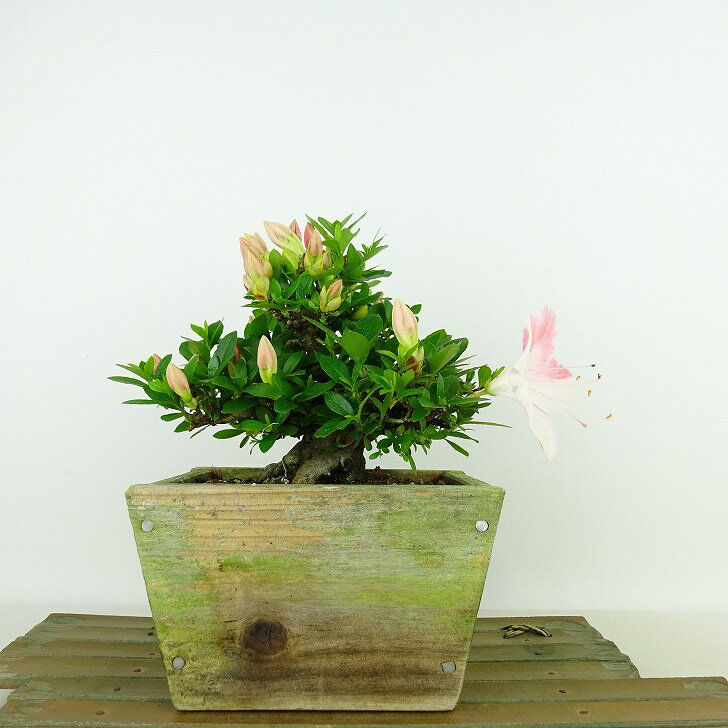 盆栽 皐月 春来 樹高 約13cm さつき Rhododendron indicum サツキ ツツジ科 常緑樹 観賞用 小品 現品