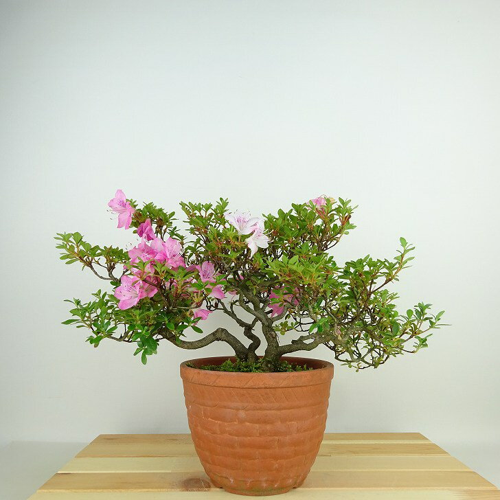 盆栽 皐月 鶴翁 樹高 約17cm さつき Rhododendron indicum サツキ ツツジ科 常緑樹 観賞用 小品 現品