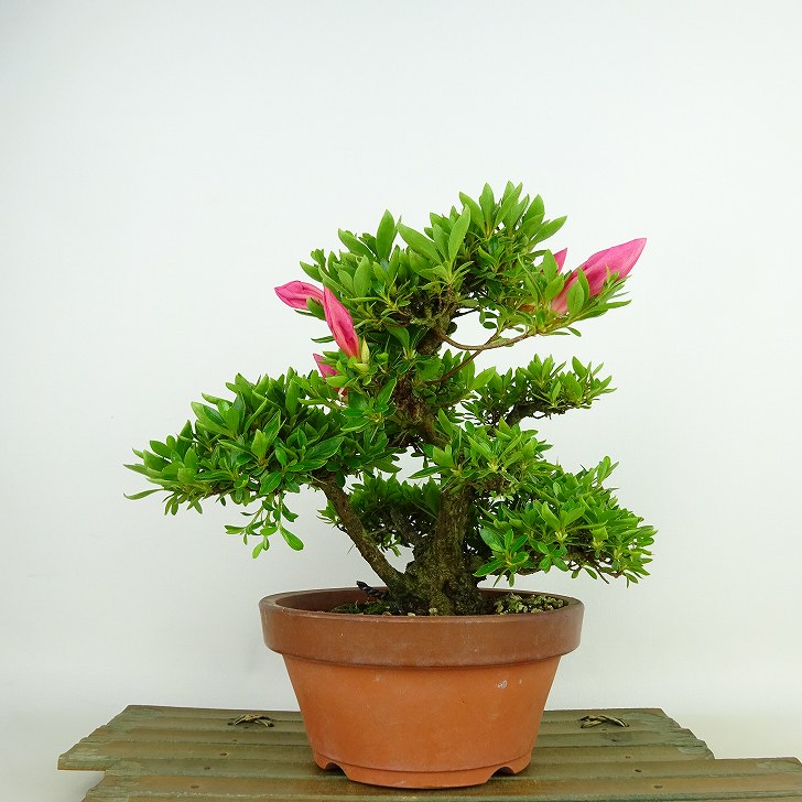 盆栽 皐月 明美の月 樹高 約16cm さつき Rhododendron indicum サツキ ツツジ科 常緑樹 観賞用 小品 現品