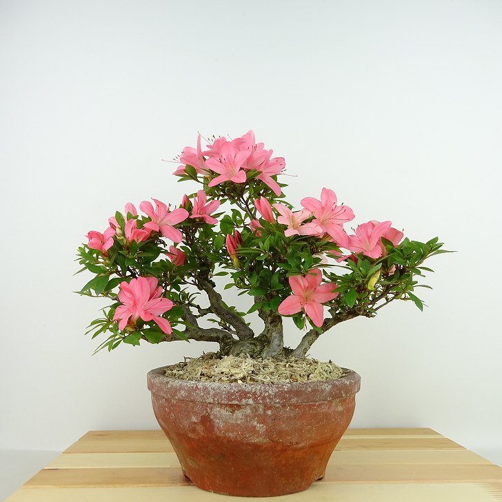 盆栽 皐月 新日光 樹高 約22cm さつき Rhododendron indicum サツキ ツツジ科 常緑樹 観賞用 現品