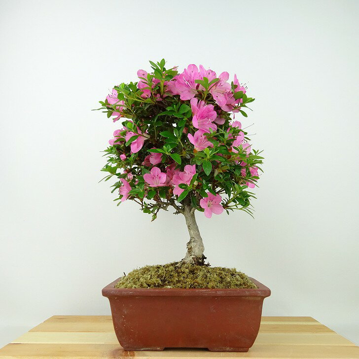 盆栽 皐月 鶴翁 樹高 約26cm さつき Rhododendron indicum サツキ ツツジ科 常緑樹 観賞用 現品 送料無料