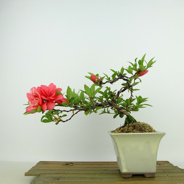 盆栽 皐月 菊姫 樹高 約14cm さつき Rhododendron indicum サツキ ツツジ科 常緑樹 観賞用 小品 現品 送料無料