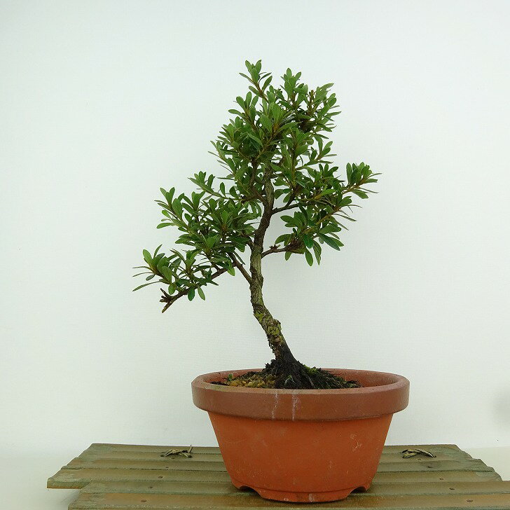 盆栽 皐月 晃明 樹高 約23cm さつき Rhododendron indicum サツキ ツツジ科 常緑樹 観賞用 現品 送料無料