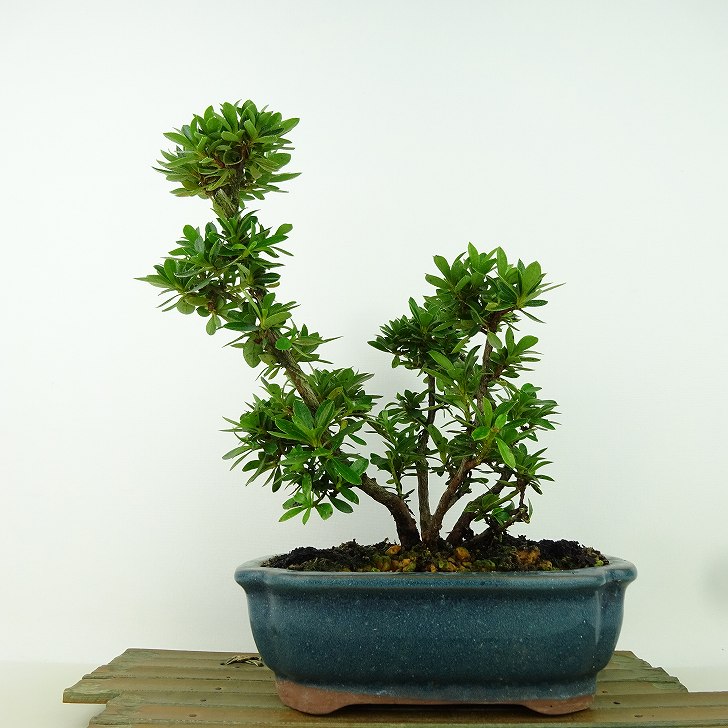 盆栽 皐月 花舞鼓 樹高 約19cm さつき Rhododendron indicum サツキ ツツジ科 常緑樹 観賞用 小品 現品..