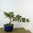 盆栽 皐月 白琳 樹高 約14cm さつき Rhododendron indicum サツキ ツツジ科 常緑樹 観賞用 小品 現品 送料無料