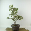 盆栽 皐月 れいこ 樹高 約29cm さつき Rhododendron indicum サツキ ツツジ科 常緑樹 観賞用 現品 送料無料