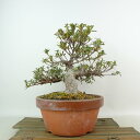 盆栽 皐月 樹高 約22cm さつき Rhododendron indicum サツキ ツツジ科 常緑樹 観賞用 現品