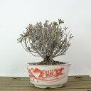 盆栽 皐月 早乙女 樹高 約11cm さつき Rhododendron indicum サツキ ツツジ科 常緑樹 観賞用 小品 現品 送料無料