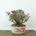 盆栽 皐月 早乙女 樹高 約11cm さつき Rhododendron indicum サツキ ツツジ科 常緑樹 観賞用 小品 現品 送料無料