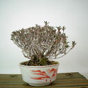 盆栽 皐月 早乙女 樹高 約10cm さつき Rhododendron indicum サツキ ツツジ科 常緑樹 観賞用 小品 現品 送料無料