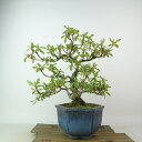盆栽 皐月 紫光 樹高 約27cm さつき Rhododendron indicum サツキ ツツジ科 常緑樹 観賞用 現品 送料無料