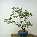 盆栽 皐月 八咫の鏡 樹高 約29cm さつき Rhododendron indicum サツキ ツツジ科 常緑樹 観賞用 現品 送料無料