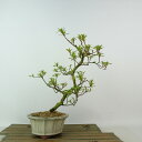 盆栽 皐月 桜姫 樹高 約22cm さつき Rhododendron indicum サツキ ツツジ科 常緑樹 観賞用 現品 送料無料