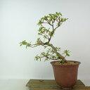 盆栽 皐月 ひおどし 樹高 約21cm さつき Rhododendron indicum サツキ ツツジ科 常緑樹 観賞用 現品 送料無料