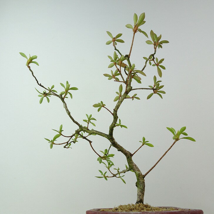 盆栽 皐月 ひおどし 樹高 約24cm さつき Rhododendron indicum サツキ ツツジ科 常緑樹 観賞用 現品 送料無料