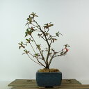 盆栽 皐月 歓喜天 樹高 約21cm さつき Rhododendron indicum サツキ ツツジ科 常緑樹 観賞用 現品 送料無料