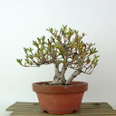 盆栽 皐月 夢花火 樹高 約15cm さつき Rhododendron indicum サツキ ツツジ科 常緑樹 観賞用 小品 現品 送料無料