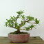 盆栽 皐月 樹高 約11cm さつき Rhododendron indicum サツキ ツツジ科 常緑樹 観賞用 小品 現品 送料無料 11,000円