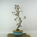 盆栽 皐月 八咫の鏡 樹高 約43cm さつき Rhododendron indicum サツキ ツツジ科 常緑樹 観賞用 現品 送料無料