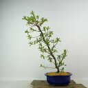 盆栽 皐月 桃香 樹高 約37cm さつき Rhododendron indicum サツキ ツツジ科 常緑樹 観賞用 現品 送料無料