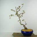 盆栽 皐月 深山満月 樹高 約37cm さつき Rhododendron indicum サツキ ツツジ科 常緑樹 観賞用 現品 送料無料