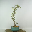 盆栽 皐月 若恵比須 樹高 約35cm さつき Rhododendron indicum サツキ ツツジ科 常緑樹 観賞用 現品
