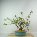 盆栽 皐月 桃香 樹高 約33cm さつき Rhododendron indicum サツキ ツツジ科 常緑樹 観賞用 現品 送料無料