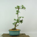 盆栽 皐月 煌 樹高 約31cm さつき Rhododendron indicum サツキ ツツジ科 常緑樹 観賞用 現品 送料無料