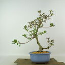 盆栽 皐月 神鏡 樹高 約30cm さつき Rhododendron indicum サツキ ツツジ科 常緑樹 観賞用 現品 送料無料
