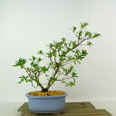 盆栽 皐月 桃香 樹高 約29cm さつき Rhododendron indicum サツキ ツツジ科 常緑樹 観賞用 現品 送料無料