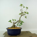 盆栽 皐月 神鏡 樹高 約28cm さつき Rhododendron indicum サツキ ツツジ科 常緑樹 観賞用 現品 送料無料