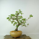 盆栽 皐月 旭の泉 樹高 約27cm さつき Rhododendron indicum サツキ ツツジ科 常緑樹 観賞用 現品 送料無料