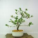 盆栽 皐月 桃香 樹高 約27cm さつき Rhododendron indicum サツキ ツツジ科 常緑樹 観賞用 現品 送料無料