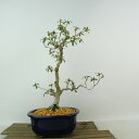盆栽 皐月 彩 樹高 約27cm さつき Rhododendron indicum サツキ ツツジ科 常緑樹 観賞用 現品 送料無料