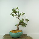 盆栽 皐月 星の輝 樹高 約26cm さつき Rhododendron indicum サツキ ツツジ科 常緑樹 観賞用 現品 送料無料