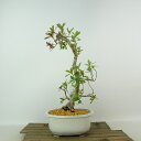 盆栽 皐月 神鏡 樹高 約26cm さつき Rhododendron indicum サツキ ツツジ科 常緑樹 観賞用 現品 送料無料