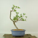 盆栽 皐月 神鏡 樹高 約25cm さつき Rhododendron indicum サツキ ツツジ科 常緑樹 観賞用 現品 送料無料
