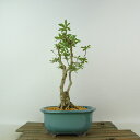 盆栽 皐月 八咫の鏡 樹高 約24cm さつき Rhododendron indicum サツキ ツツジ科 常緑樹 観賞用 現品 送料無料