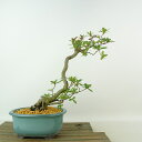 盆栽 皐月 神鏡 樹高 約24cm さつき Rhododendron indicum サツキ ツツジ科 常緑樹 観賞用 現品 送料無料