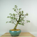 盆栽 皐月 朝桜 樹高 約34cm さつき Rhododendron indicum サツキ ツツジ科 常緑樹 観賞用 現品 送料無料