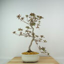 盆栽 皐月 金盃 樹高 約32cm さつき Rhododendron indicum サツキ ツツジ科 常緑樹 観賞用 現品 送料無料