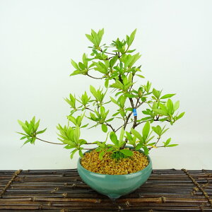 盆栽 皐月 暁光 樹高 約26cm さつき Rhododendron indicum サツキ ツツジ科 常緑樹 観賞用 現品 送料無料