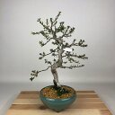 盆栽 皐月 日光 樹高 約32cm さつき Rhododendron indicum サツキ ツツジ科 常緑樹 観賞用 現品 送料無料