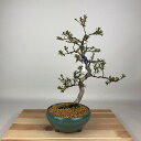 盆栽 皐月 日光 樹高 約30cm さつき Rhododendron indicum サツキ ツツジ科 常緑樹 観賞用 現品 送料無料