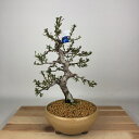 盆栽 皐月 日光 樹高 約14cm さつき Rhododendron indicum サツキ ツツジ科 常緑樹 観賞用 小品 現品 送料無料