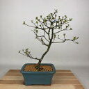 盆栽 皐月 静香 樹高 約28cm さつき Rhododendron indicum サツキ ツツジ科 常緑樹 観賞用 現品