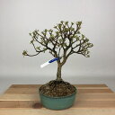 盆栽 皐月 樹高 約21cm さつき Rhododendron indicum サツキ ツツジ科 常緑樹 観賞用 現品 送料無料