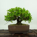 盆栽 皐月 光の司 樹高 約14cm さつき Rhododendron indicum サツキ ツツジ科 常緑樹 観賞用 小品 現品